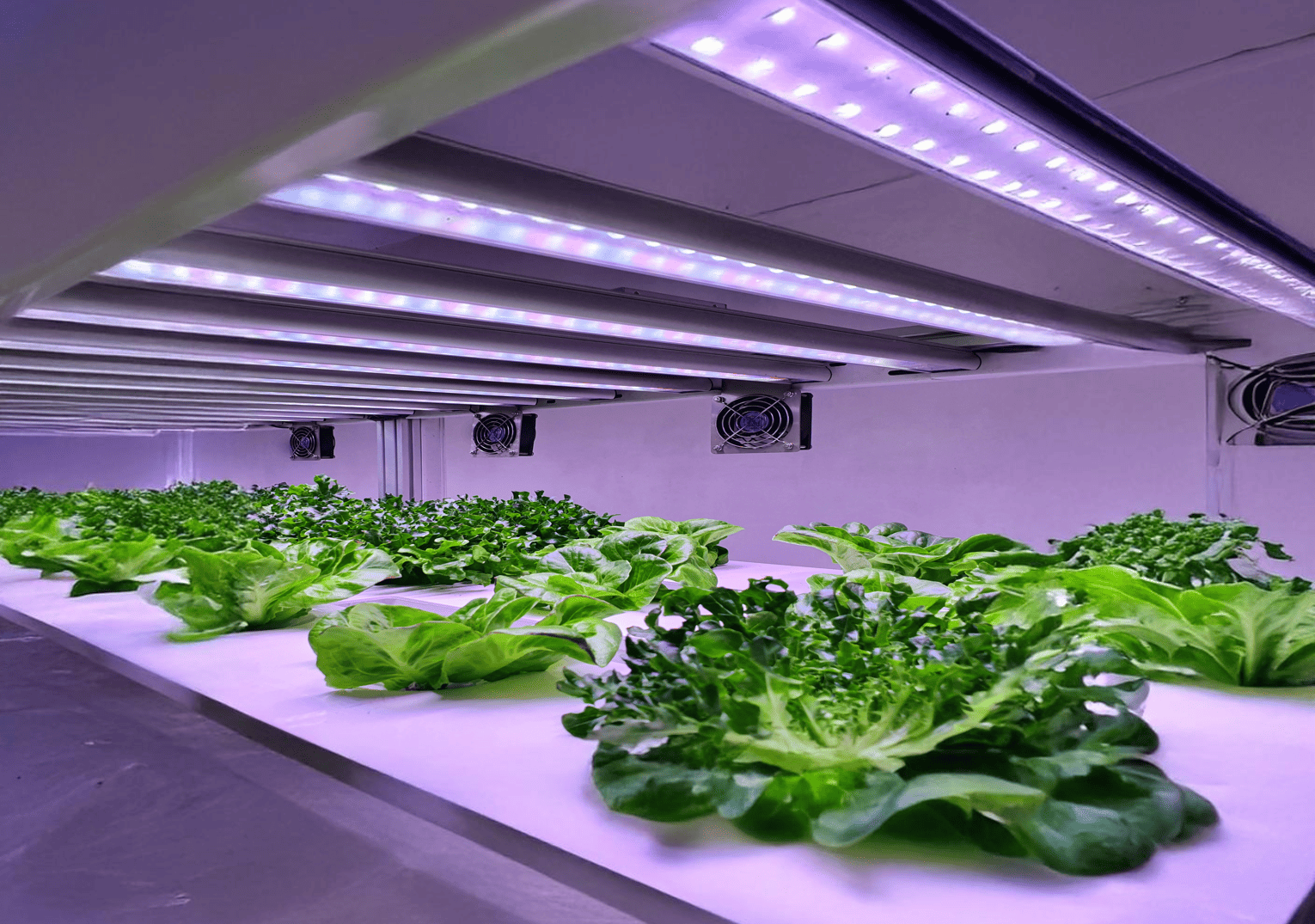 Container Indoor Farming